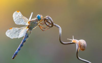Humanitarna izložba u Knjižnici “Nikola zrinski” ...
