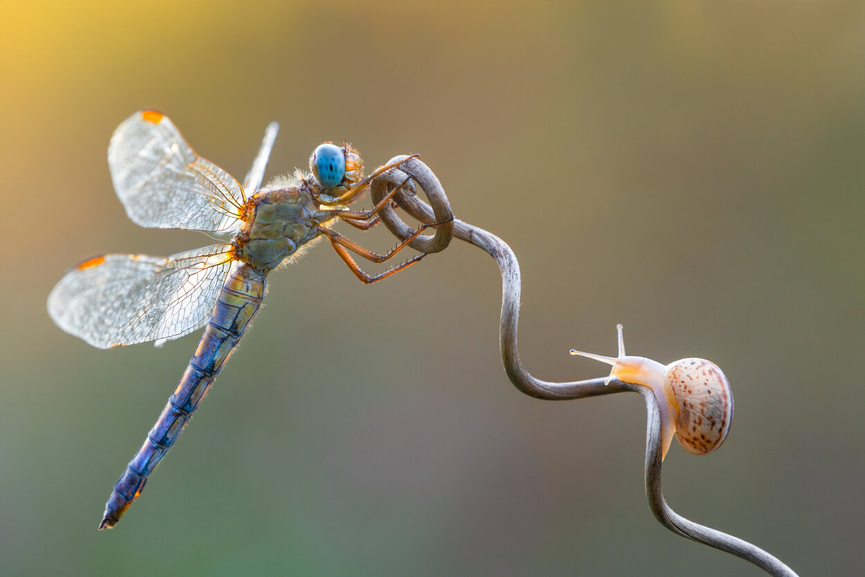 rsz_1rsz_dragonfly_and_snail