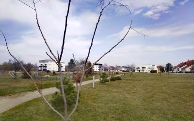 Zeleni Čakovec! Diljem grada zasađeno 139 novih sadnica drveća