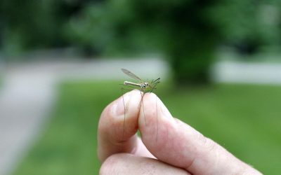 Obavijest o adulticidnom tretmanu komaraca na području Grada ...
