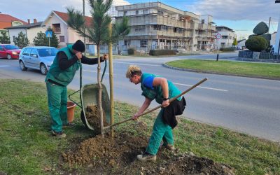 Zeleni Čakovec! Krenula sadnja čak 1000 stabala diljem grada, uz ...