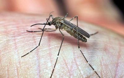 Nastavlja se tretiranje i suzbijanje komaraca na području Čakovca
