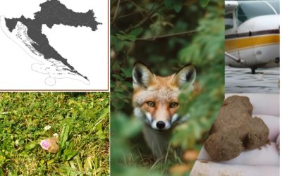 Počinje proljetna kampanja oralne vakcinacije lisica
