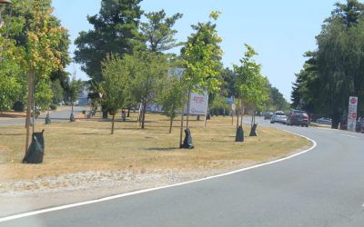 Uz zasađena stabla diljem čakovečkih ulica postavljene vreće za ...